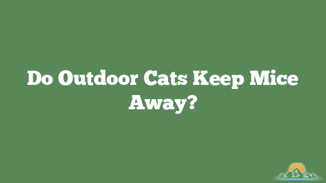 Do Outdoor Cats Keep Mice Away?