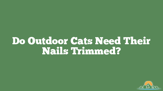 Do Outdoor Cats Need Their Nails Trimmed?