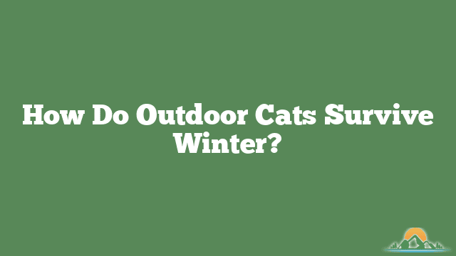 How Do Outdoor Cats Survive Winter?