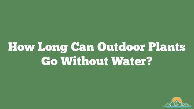 How Long Can Outdoor Plants Go Without Water?