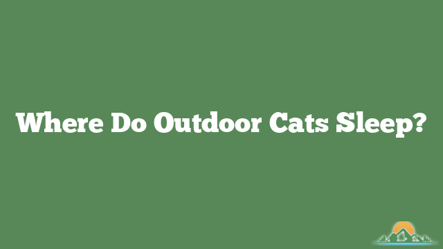 Where Do Outdoor Cats Sleep?