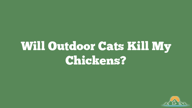 Will Outdoor Cats Kill My Chickens?