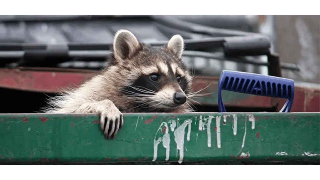 Pest in a dumpster waiting for a service worker
