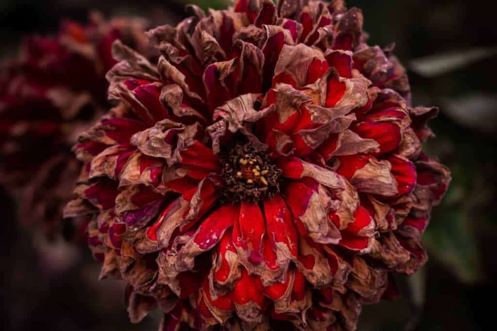 A close up of a zinderella zinnia flower.